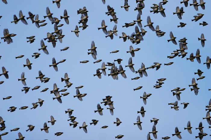 migration